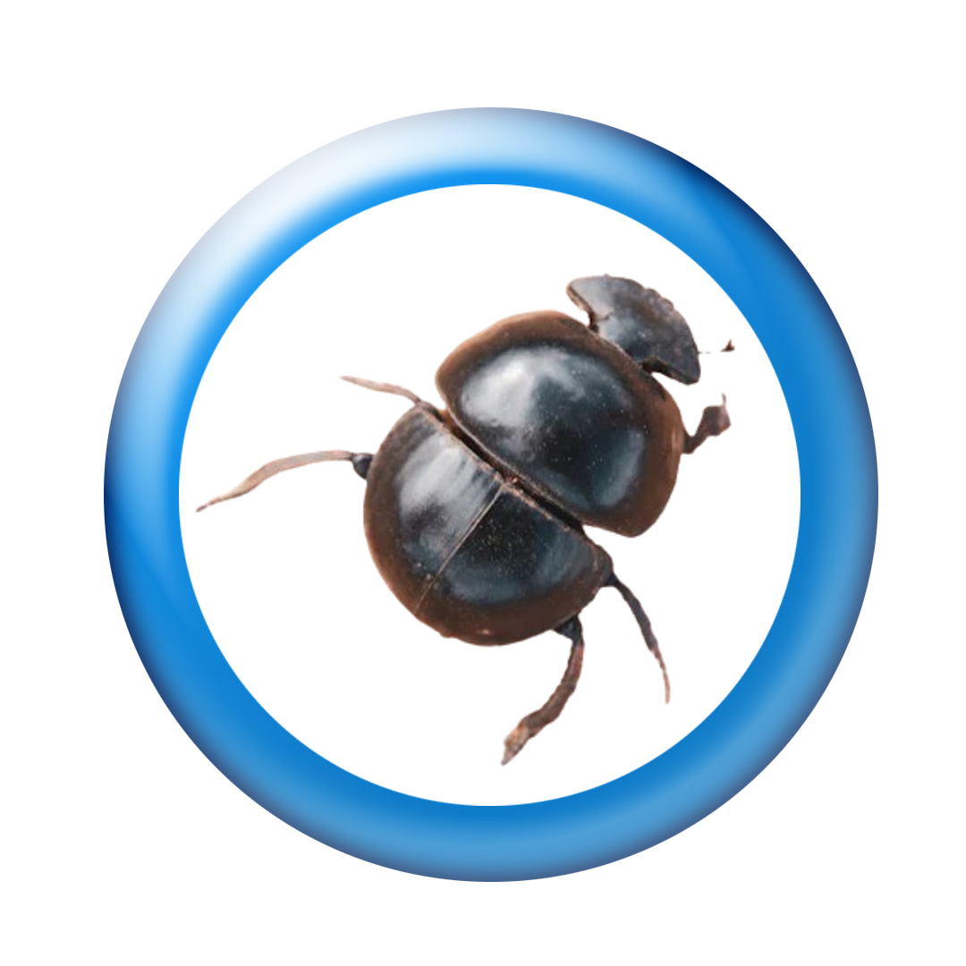 beetles