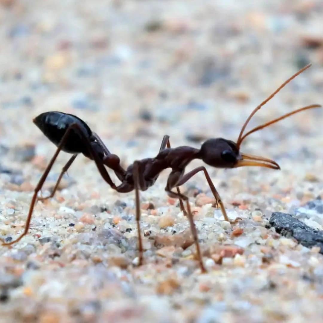 Black Garden Ant
