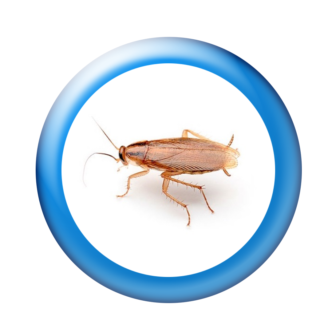 cockroaches