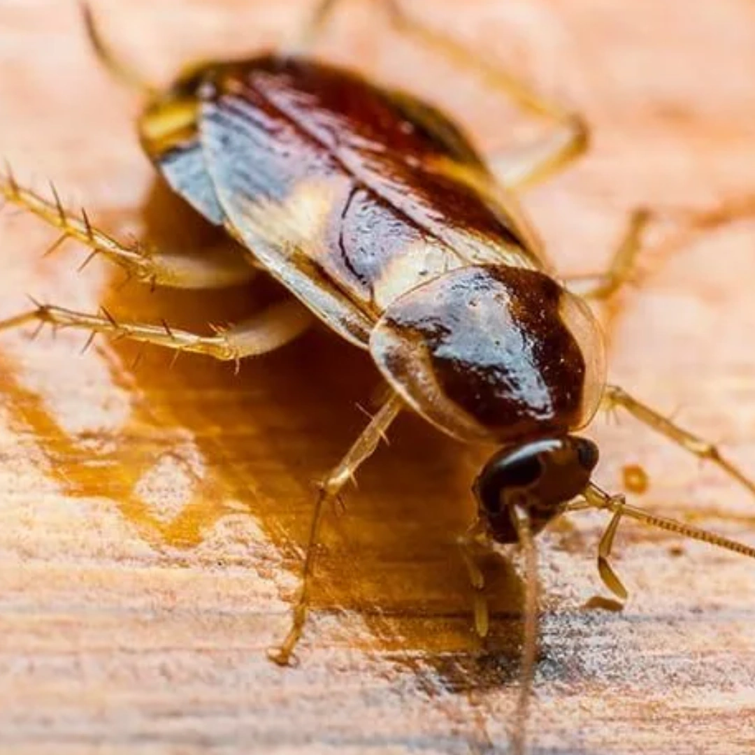 Cockroach Control Services