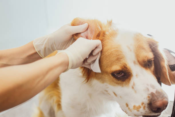 Dog Fleas
