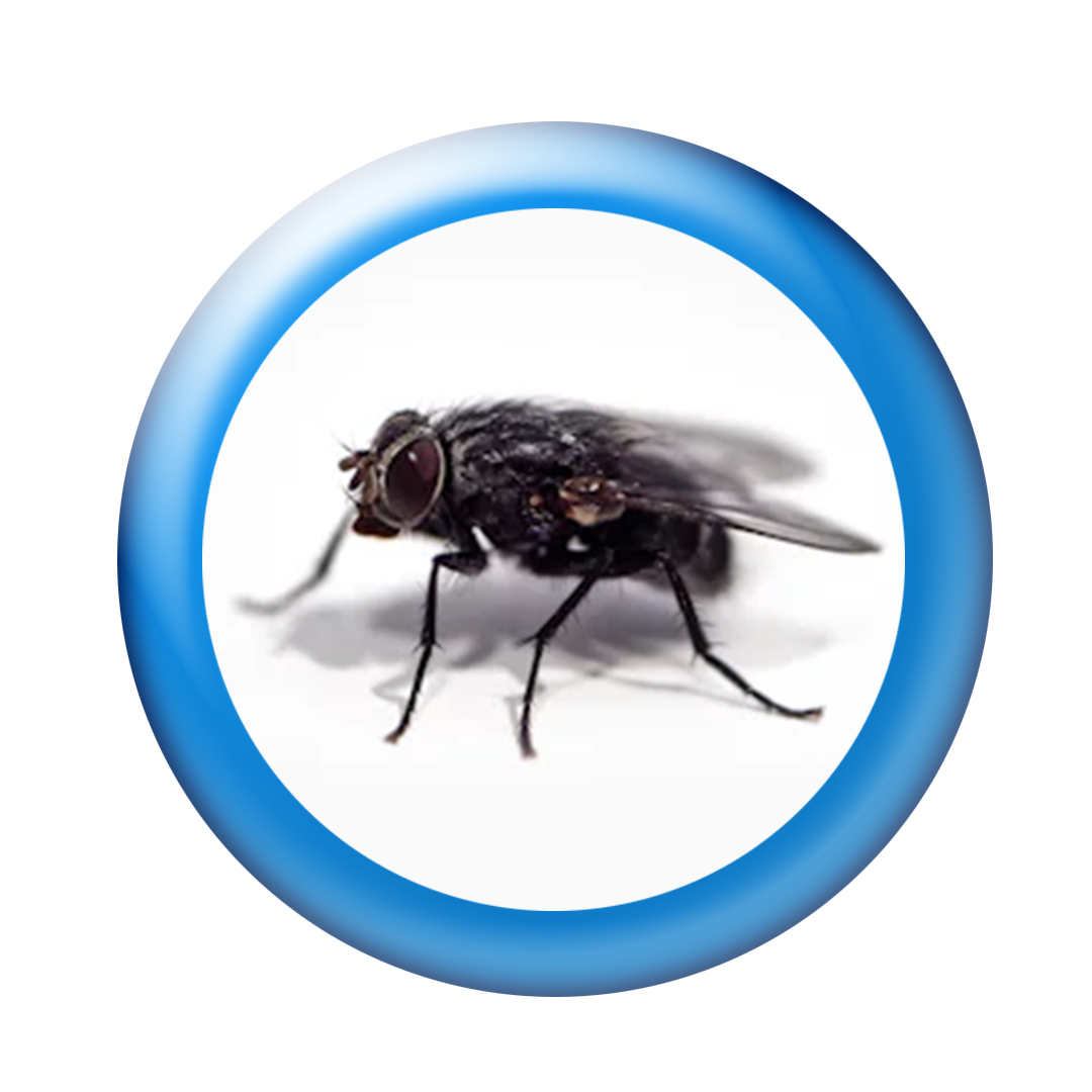Fly Insect