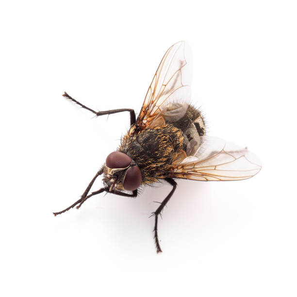 Fly Control Services