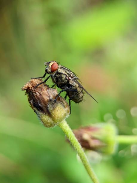 House Fly
