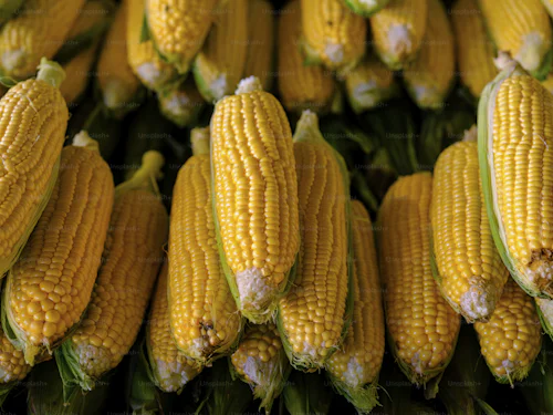 Maize