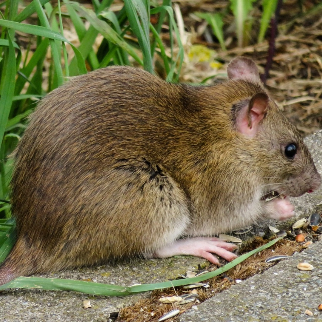 Norway Rats