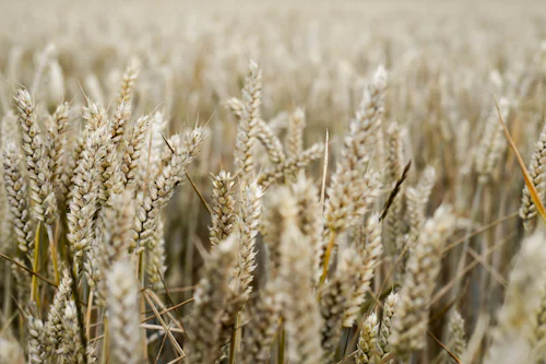 Oats