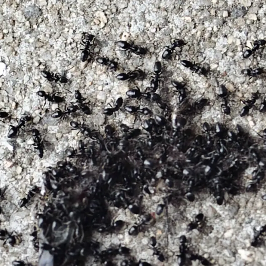 Ant Control Services