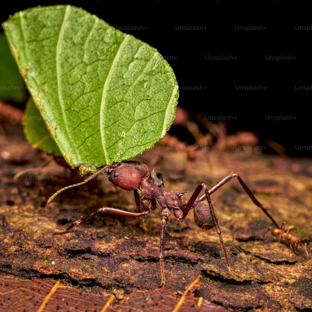 Pharaoh Ant