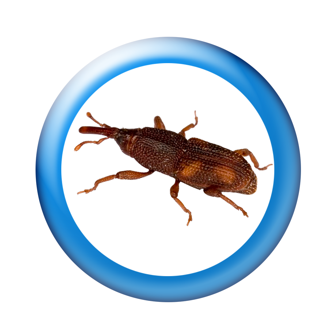 Rice Weevils