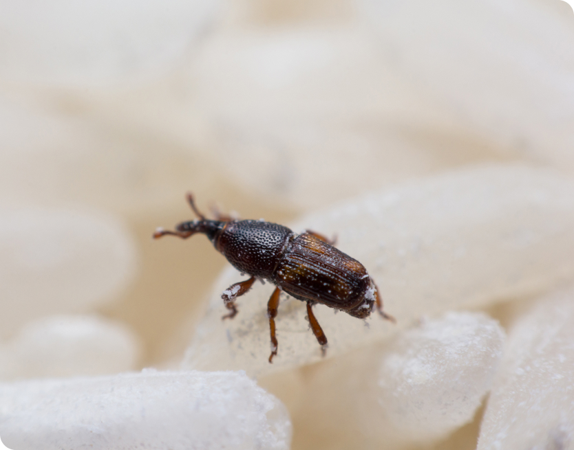 Rice Weevils Control Services
