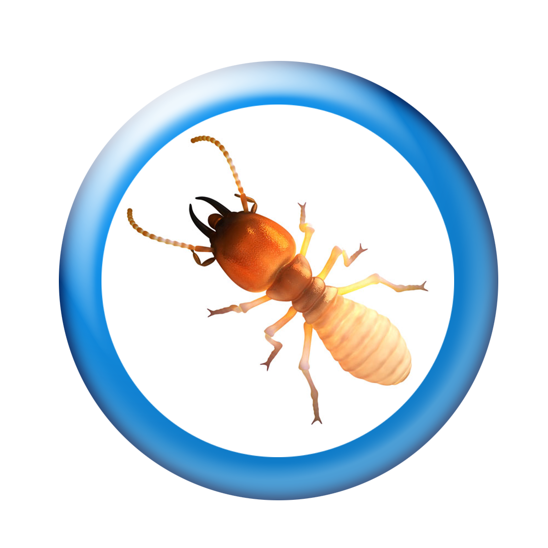 Termites