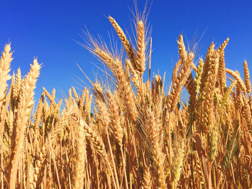 Wheat